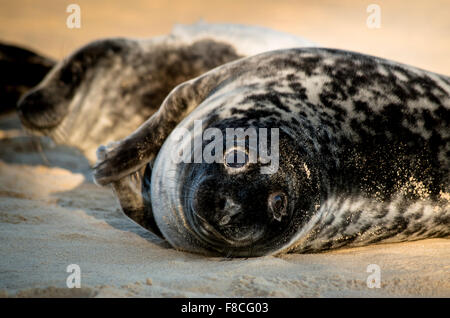 Grigio cuccioli di foca (halichoerus graypus), Horsey, Norfolk, Regno Unito Foto Stock