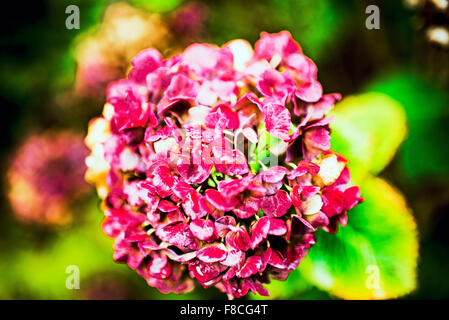 Hortensie Verwelkte; hydrangea sbiadito Foto Stock