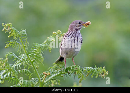 Meadow Pipit (Anthus pratensis). Foto Stock