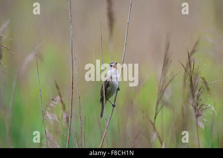 Grande reed trillo (Acrocephalus arundinaceus) maschio a cantare da reed stelo in reedbed sotto la pioggia in primavera Foto Stock