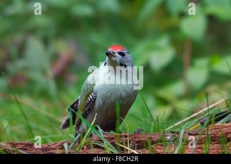 Picchio cenerino / grigio-di fronte un picchio (Picus canus) maschio rovistando sul ceppo di albero Foto Stock