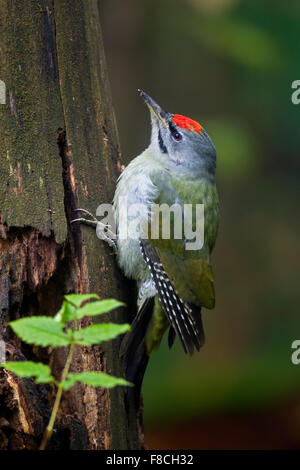 Picchio cenerino / grigio-di fronte un picchio (Picus canus) maschio rovistando nella struttura ad albero Foto Stock