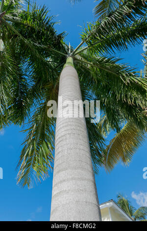 Una bottiglia di Palm, Roystonea duniapiana, preso dal tronco inferiore verso l'alto, contro un cielo blu. San crouch, Isole Vergini americane. Foto Stock