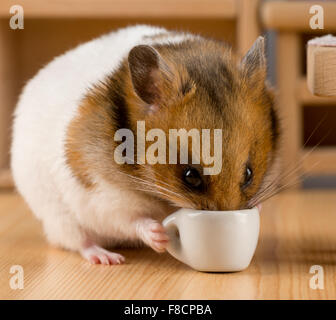 Hamster di bere il caffè Foto Stock