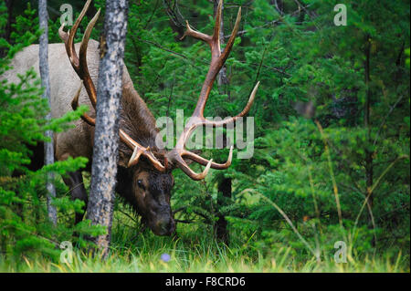 Bull Elk (Cervus elaphus canadensis), montagne rocciose Foto Stock