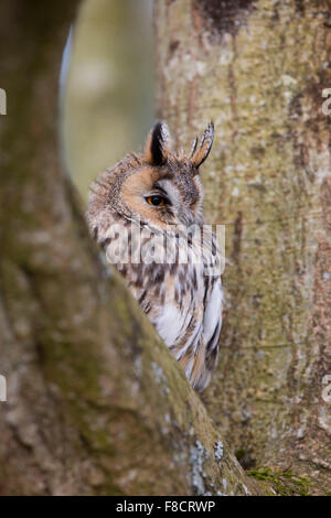 Long Eared Owl; Asio otus singolo in pino Cornwall, Regno Unito Foto Stock