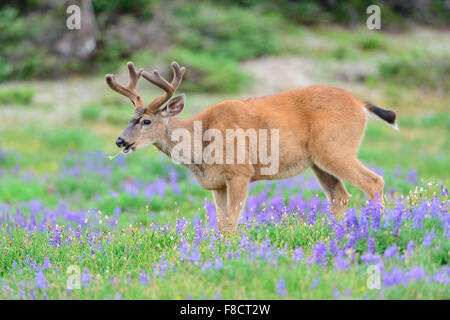 Nero-tailed deer buck (Odocoileus hemionus columbianus) in un campo di fiori selvatici, Pacific Northwest Foto Stock