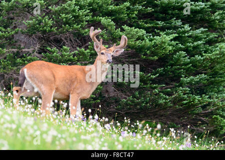 Nero-tailed deer buck (Odocoileus hemionus columbianus) in un campo di fiori selvatici, Pacific Northwest Foto Stock