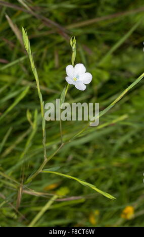 Lino pallido, Linum bienne, in fiore. Praterie costiere. Foto Stock