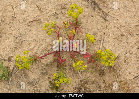 Portland, Euforbia Euphorbia portlandica prostrati sulle dune di sabbia. Foto Stock