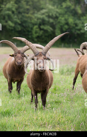 Manx Loaghtan Ram; gregge nel campo dell' Isola di Man; Regno Unito Foto Stock