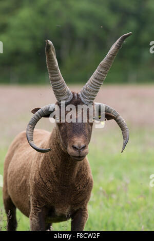 Manx Loaghtan Ram; unico nel campo dell' Isola di Man; Regno Unito Foto Stock