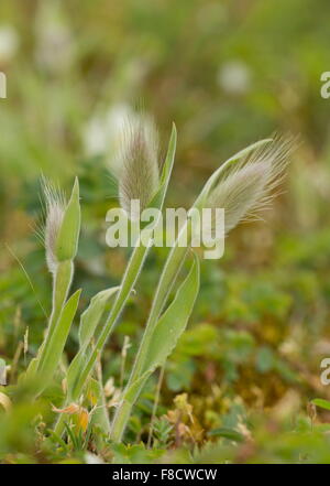 Hare's-coda di erba, Lagurus ovatus, in fiore sulle dune di sabbia, Cherbourg. Foto Stock