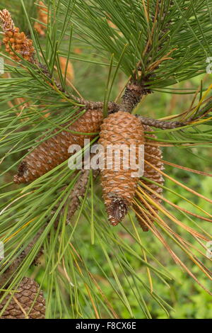 Pino silvestre, Pinus sylvestris, i coni femminili prima di aprire e gli aghi. Foto Stock