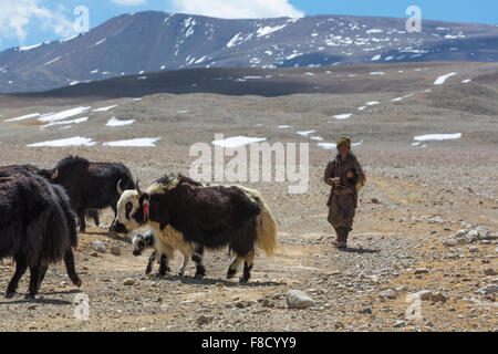 Ritratto di un uomo di yak che lavorano in Tibet Foto Stock