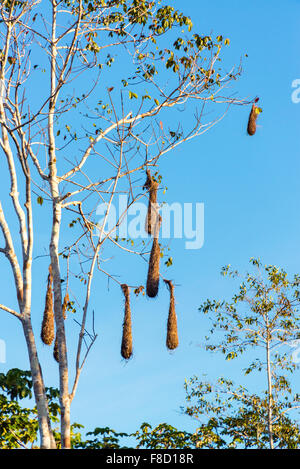 Oropendola nidi di uccelli appesi in una struttura ad albero nella foresta amazzonica in Brasile Foto Stock