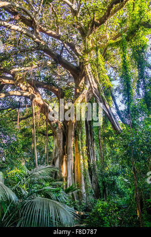Isola di Lord Howe, giganteschi alberi di banyan (Ficus macrophylla) sono membri di spicco delle isole unica comunità vegetali Foto Stock