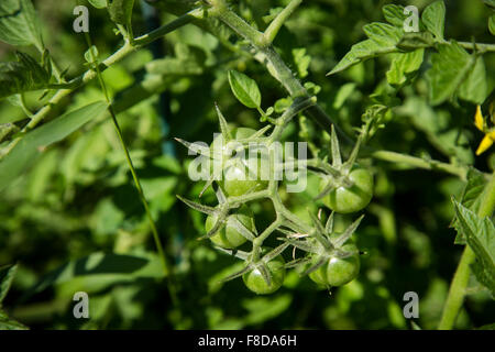 Pomodori verdi maturano su una pianta di pomodoro in un giardino urbano. Foto Stock