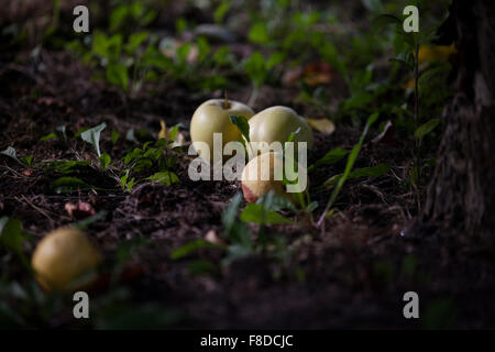 Mele sul terreno del frutteto iniziano a rot. Foto Stock