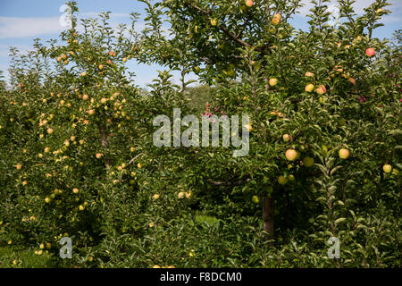 Mele mature riempire i meli in un frutteto durante la stagione di mietitura. Foto Stock