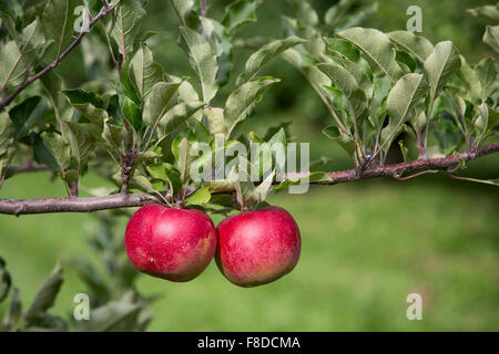 Mele mature riempire i meli in un frutteto durante la stagione di mietitura. Foto Stock