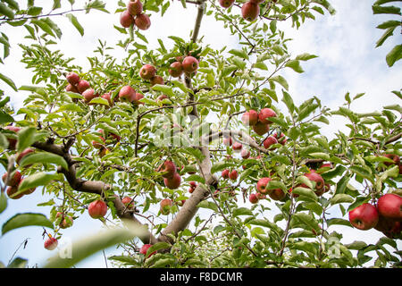 Mele mature riempire i meli in un frutteto durante la stagione di mietitura. Foto Stock