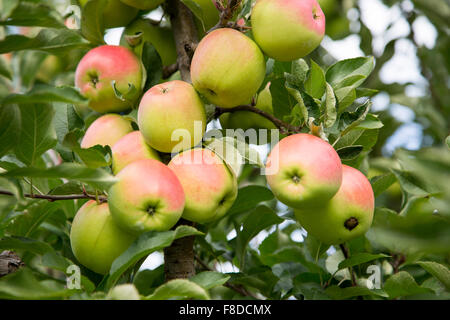 Mele mature riempire i meli in un frutteto durante la stagione di mietitura. Foto Stock