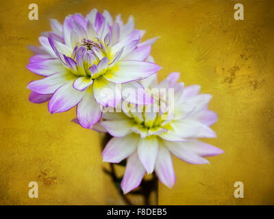 Crisantemo fiori su oro. Display floreali. Profondità di campo ridotta. Foto Stock