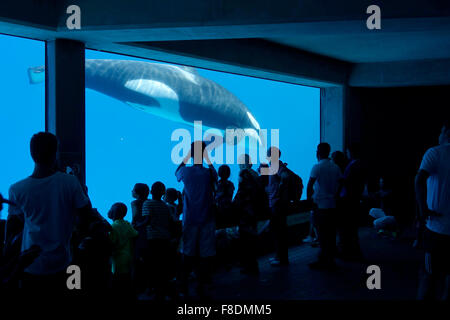 La gente guarda un Orca Killer Whale (Orcinus orca), nuotare sotto l'acqua in acquario Marineland Niagara Falls, Ontario, Canada Foto Stock