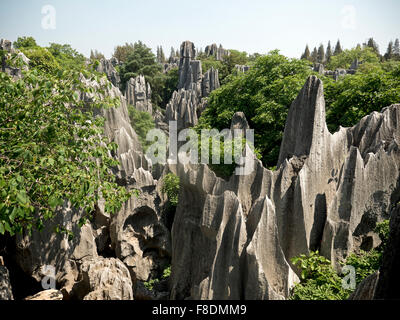 La foresta di pietra, Kunming (Shilin), è Una formazione calcarea distinta di roccia calcarea erosa dall'acqua nella contea autonoma di Shilin Yi, Yunnan, Cina Foto Stock