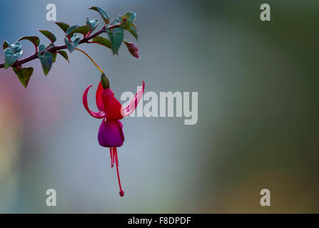 Ramo di fioritura e rosso scuro-cherry fuchsia in natura Foto Stock