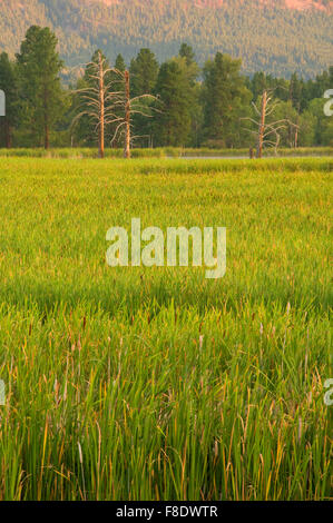 Piatto di acquitrini, Lee Metcalf National Wildlife Refuge, Montana Foto Stock