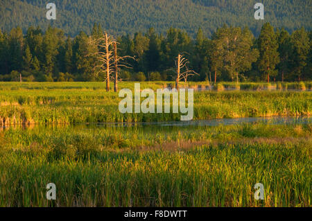 Piatto di acquitrini, Lee Metcalf National Wildlife Refuge, Montana Foto Stock