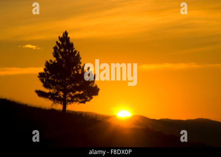 Pine sunrise, Mount Helena City Park, Helena, Montana Foto Stock