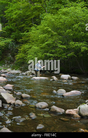 Pesca alla trota su un flusso nel Parco Nazionale di Great Smoky Mountains. Foto Stock