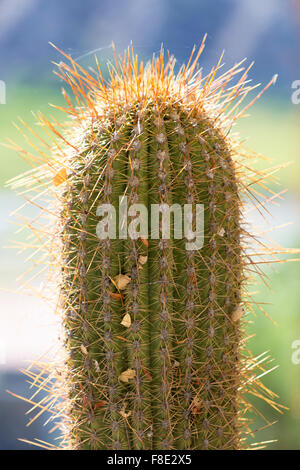 Primo piano della grande cactus con punte Foto Stock