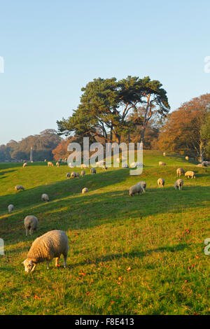 Pecore al pascolo in pascolo a Winchelsea, East Sussex, England, Regno Unito Foto Stock