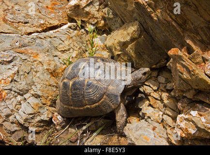 Tartaruga greca (Testudo graeca ibera) su Kos, Grecia Foto Stock