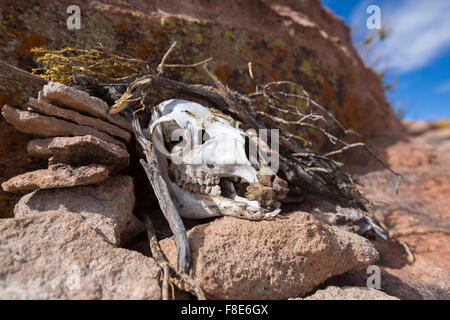 Formazione di roccia e il teschio di mucca, parte dello scheletro in piedi sulle rocce, cielo blu in background. Bolivia 2015 Foto Stock