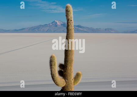 Enorme Trichoreus cactus permanente sulla Isla Incahuasi (Isla del Pescado) nel mezzo del più grande pianura di sale Salar de Uyni Foto Stock