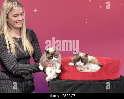 San Francisco, California, Stati Uniti d'America. 08 Dic, 2015. Il proprietario di 'scontroso gatto, ' Tabatha Bundesen (30), mantiene i suoi tre-anno-vecchio gatto di casa 'scontroso gatto' (L) accanto al cesto di rosso in cui la sua nuova replica realizzati in fibra di vetro, silicio, e finti capelli è giacente nel museo delle cere di Madame Tussauds a San Francisco, California, Stati Uniti d'America, 08 dicembre 2015. Foto: Barbara MUNKER/dpa/Alamy Live News Foto Stock