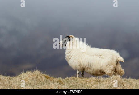 Nero-face pecore, Ovis aries Foto Stock