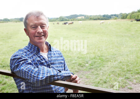 Agricoltore appoggiata sul Gate nel campo delle vacche Foto Stock