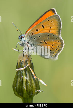 Rame scarse Butterfly Foto Stock