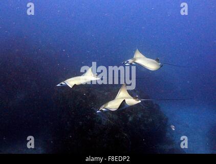 Diavolo Atlantico raggio, (hypostoma di Mobula) con sfondo blu. Fotografia subacquea. Foto Stock