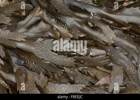 Wrack dentata, seghettato wrack, vide Wrack, Sägetang, Säge-Tang, Fucus serratus, Fucus dentelé Foto Stock