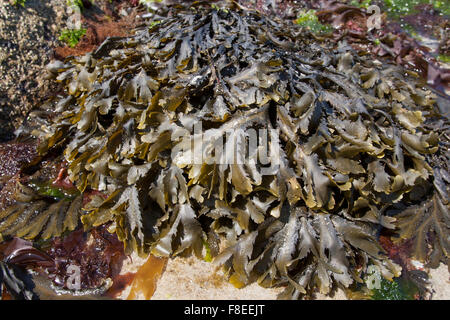 Wrack dentata, seghettato wrack, vide Wrack, Sägetang, Säge-Tang, Fucus serratus, Fucus dentelé Foto Stock