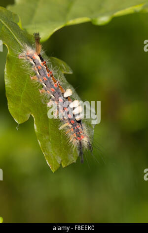 Vaporer moth, rusty tussock moth, Caterpillar, Schlehenspinner, Kleiner Bürstenspinner, Raupe, Orgyia antiqua, Orgyia recens Foto Stock