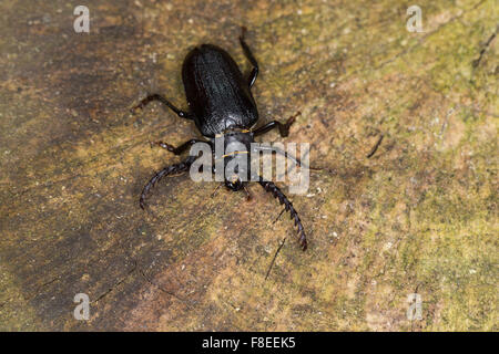 Tanner, Sawyer, prionus longhorn beetle, maschio, Sägebock, Gerberbock, Männchen, Prionus coriarius, Prione tanneur, Prione coriace Foto Stock