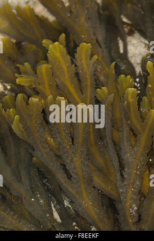 Wrack dentata, seghettato wrack, vide Wrack, Sägetang, Säge-Tang, Fucus serratus, Fucus dentelé Foto Stock